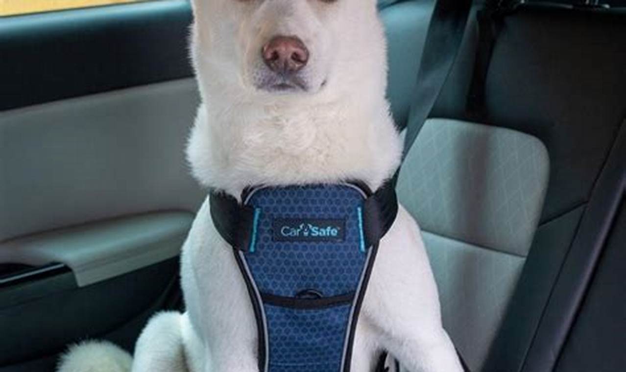 Top Crash Tested Dog Harnesses for Car Safety My Caring Dog – Tips, Stories, and Care Guides for Loving Pet Owners Top Crash Tested Dog Harnesses for Car Safety | My Caring Dog – Tips, Stories, and Care Guides for Loving Pet Owners