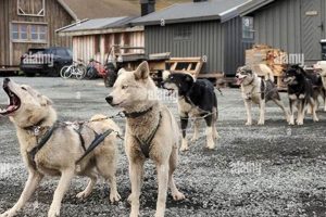 Dog Car Harness Laws & Safety: Must You? | My Caring Dog – Tips, Stories, and Care Guides for Loving Pet Owners