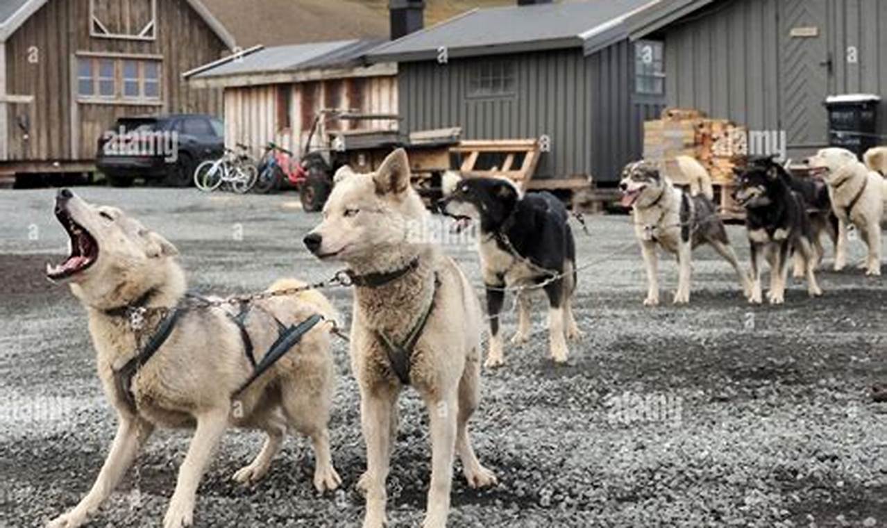 Dog Car Harness Laws & Safety: Must You? | My Caring Dog – Tips, Stories, and Care Guides for Loving Pet Owners