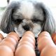 Amazing! Dogs Nurturing & Guarding Eggs | My Caring Dog – Tips, Stories, and Care Guides for Loving Pet Owners