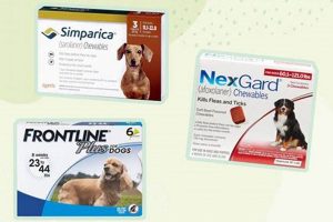 Treatment For Dogs My Caring Dog – Tips, Stories, and Care Guides for Loving Pet Owners Treatment For Dogs | My Caring Dog – Tips, Stories, and Care Guides for Loving Pet Owners