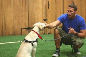Top Dog Trainer Jobs Near Me: Find Your Pawfect Career | My Caring Dog – Tips, Stories, and Care Guides for Loving Pet Owners
