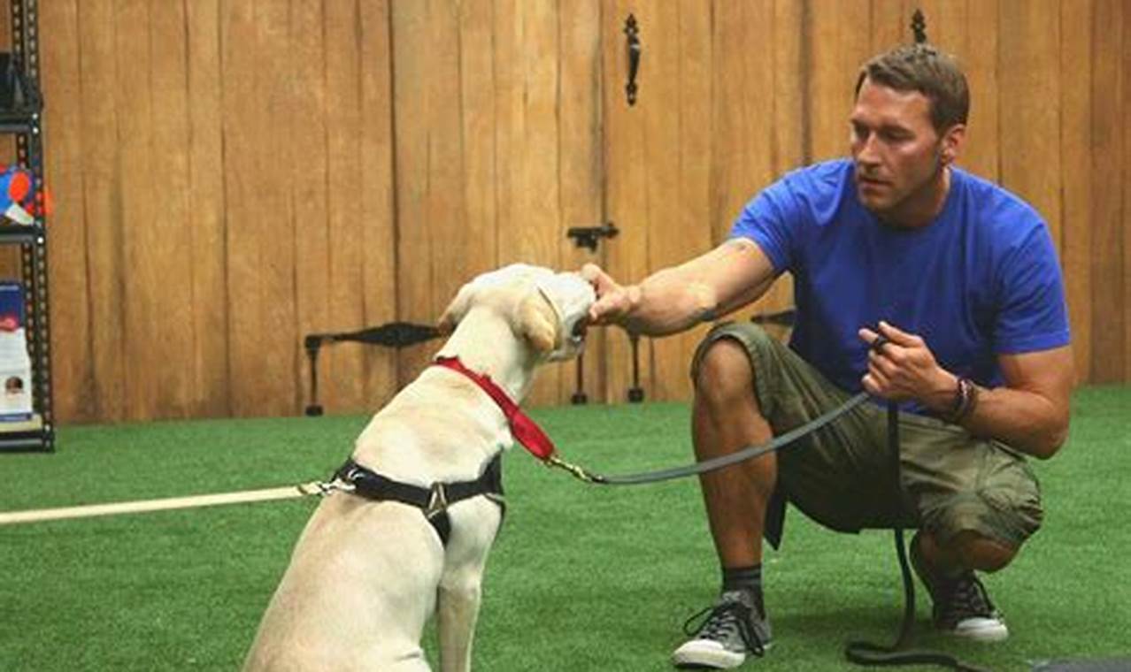 Top Dog Trainer Jobs Near Me: Find Your Pawfect Career | My Caring Dog – Tips, Stories, and Care Guides for Loving Pet Owners