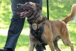 Best Service Dog Training in Sacramento CA: Your Guide | My Caring Dog – Tips, Stories, and Care Guides for Loving Pet Owners