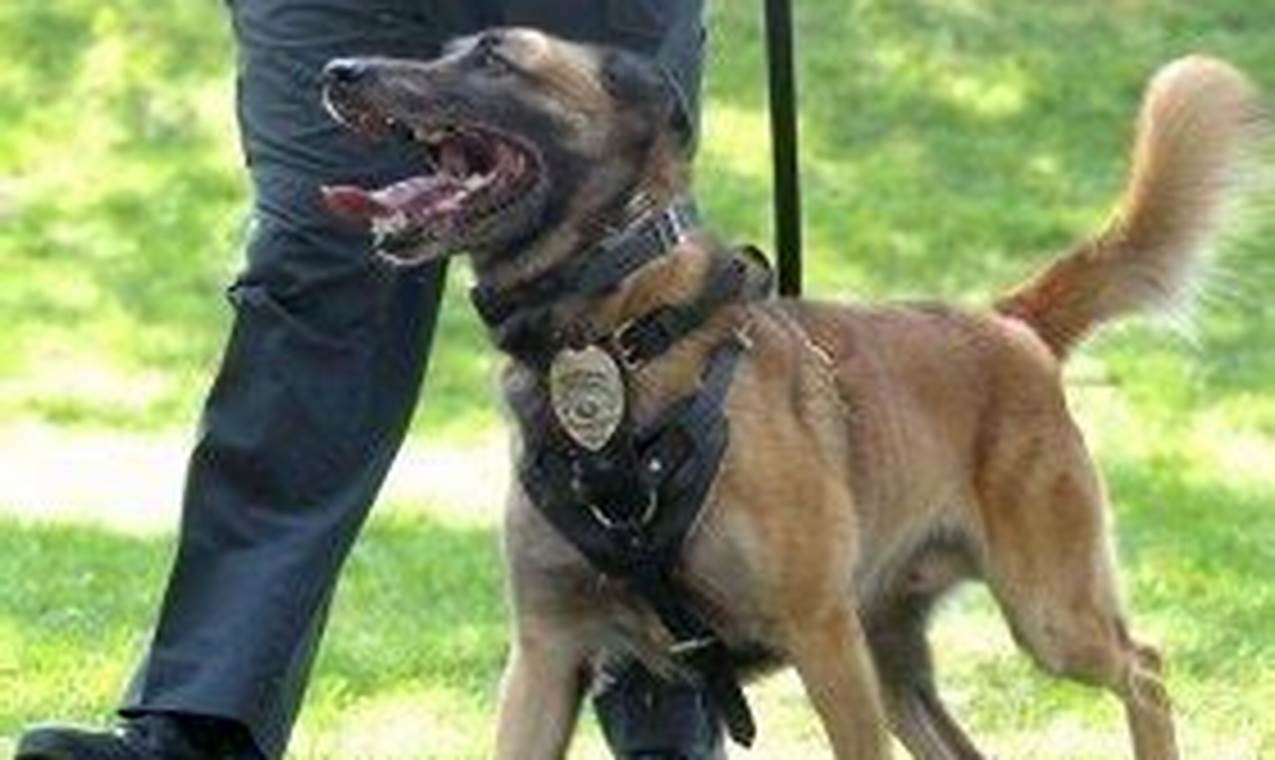 Best Service Dog Training in Sacramento CA: Your Guide | My Caring Dog – Tips, Stories, and Care Guides for Loving Pet Owners