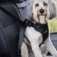 Best Dog Car Safety Harness: Guide & Top Picks | My Caring Dog – Tips, Stories, and Care Guides for Loving Pet Owners