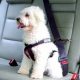 Top Purina Roadie Dog Car Harness for Safe Travels | My Caring Dog – Tips, Stories, and Care Guides for Loving Pet Owners