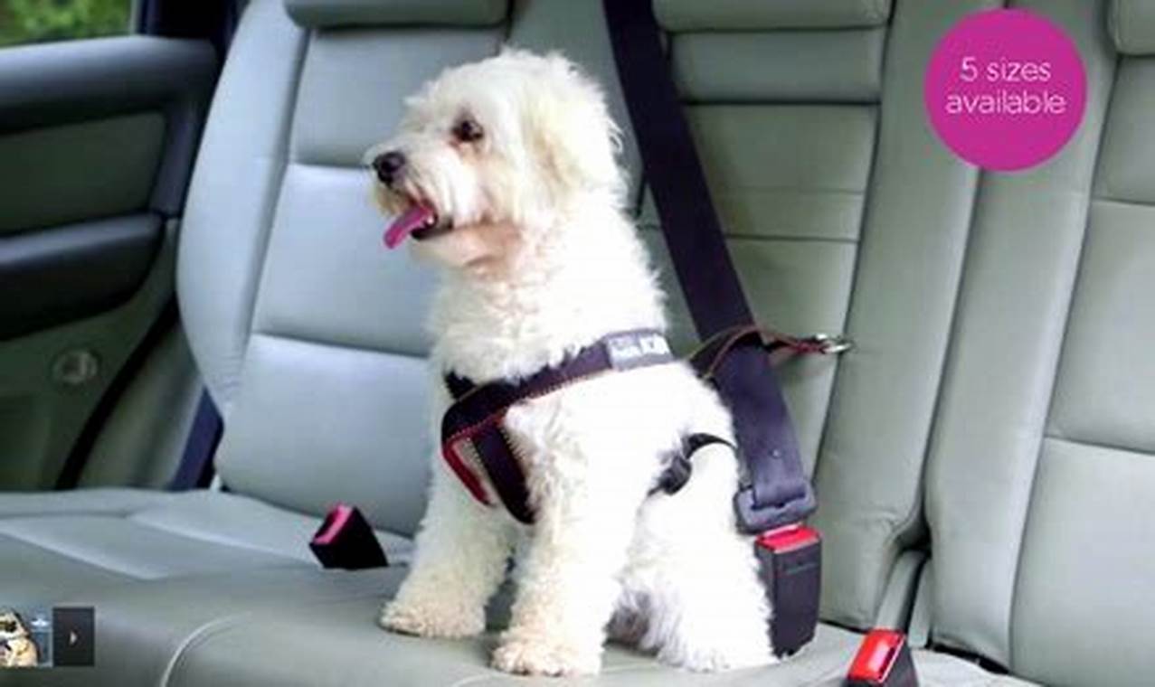Top Purina Roadie Dog Car Harness for Safe Travels My Caring Dog – Tips, Stories, and Care Guides for Loving Pet Owners Top Purina Roadie Dog Car Harness for Safe Travels | My Caring Dog – Tips, Stories, and Care Guides for Loving Pet Owners