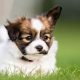 Top 10 Easy Small Dogs to Care For | My Caring Dog – Tips, Stories, and Care Guides for Loving Pet Owners