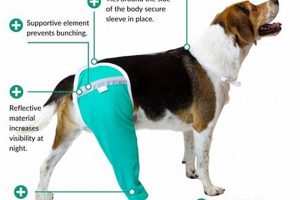 How To Take Care Of A Dog After Hip Surgery My Caring Dog – Tips, Stories, and Care Guides for Loving Pet Owners How To Take Care Of A Dog After Hip Surgery | My Caring Dog – Tips, Stories, and Care Guides for Loving Pet Owners
