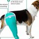 How To Take Care Of A Dog After Hip Surgery | My Caring Dog – Tips, Stories, and Care Guides for Loving Pet Owners