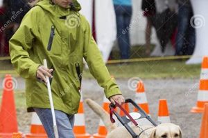 Become a Guide Dog Trainer: A Rewarding Career | My Caring Dog – Tips, Stories, and Care Guides for Loving Pet Owners