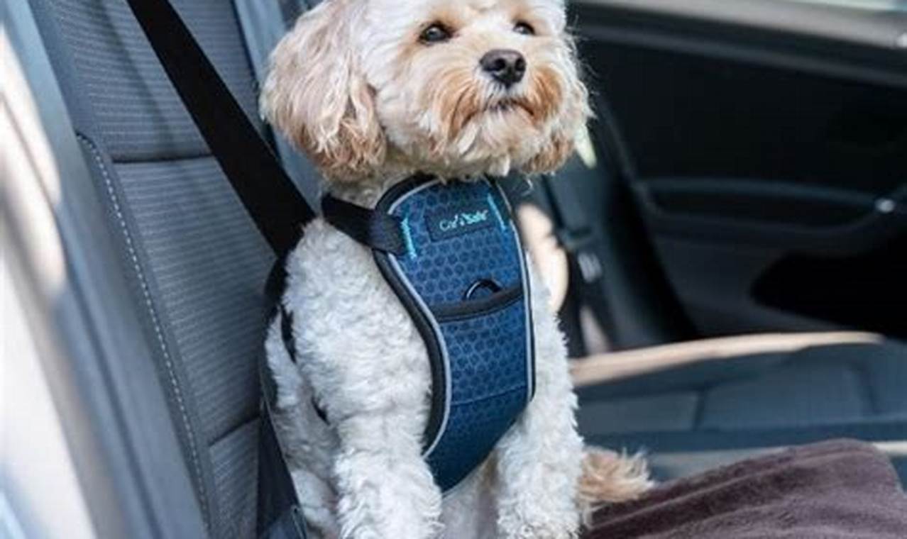 Top Crash Tested Dog Harness Car for Safe Travels My Caring Dog – Tips, Stories, and Care Guides for Loving Pet Owners Top Crash Tested Dog Harness Car for Safe Travels | My Caring Dog – Tips, Stories, and Care Guides for Loving Pet Owners