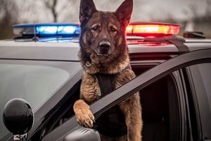 Dog In Cop Car My Caring Dog – Tips, Stories, and Care Guides for Loving Pet Owners Dog In Cop Car | My Caring Dog – Tips, Stories, and Care Guides for Loving Pet Owners