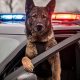 Dog In Cop Car | My Caring Dog – Tips, Stories, and Care Guides for Loving Pet Owners