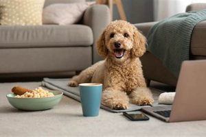 Small Dog Care: Easier or Not? Myth vs. Reality My Caring Dog – Tips, Stories, and Care Guides for Loving Pet Owners Small Dog Care: Easier or Not? Myth vs. Reality | My Caring Dog – Tips, Stories, and Care Guides for Loving Pet Owners