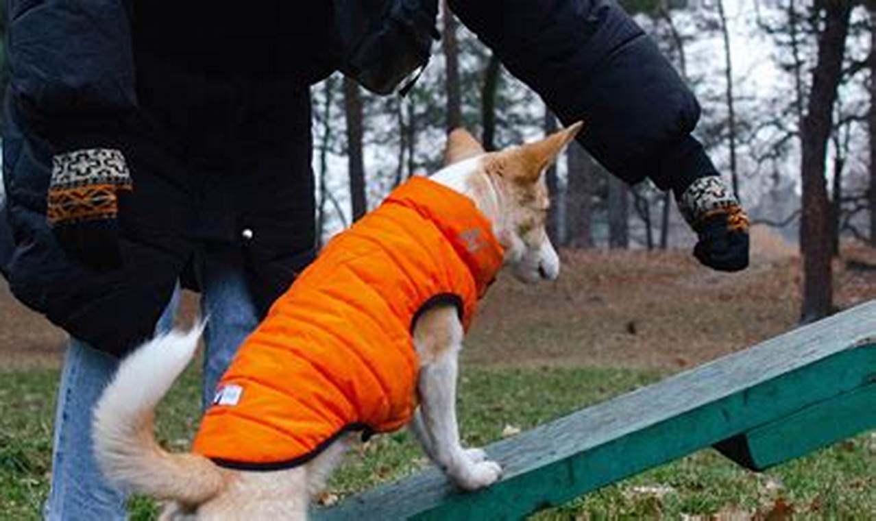 Service Dog Board And Train Near Me My Caring Dog – Tips, Stories, and Care Guides for Loving Pet Owners Service Dog Board And Train Near Me | My Caring Dog – Tips, Stories, and Care Guides for Loving Pet Owners