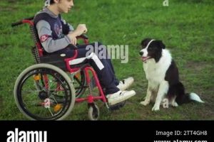 Best Disability Dog Training: Expert Guide | My Caring Dog – Tips, Stories, and Care Guides for Loving Pet Owners