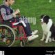Best Disability Dog Training: Expert Guide | My Caring Dog – Tips, Stories, and Care Guides for Loving Pet Owners