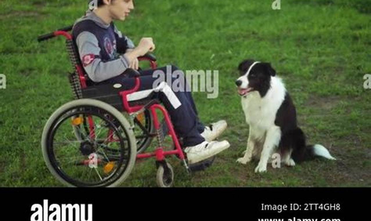 Best Disability Dog Training: Expert Guide | My Caring Dog – Tips, Stories, and Care Guides for Loving Pet Owners