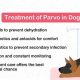 How To Take Care Of A Dog With Parvo | My Caring Dog – Tips, Stories, and Care Guides for Loving Pet Owners