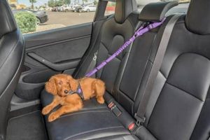 Safe Dog Car Travel: Leash Secure Tips & Tricks | My Caring Dog – Tips, Stories, and Care Guides for Loving Pet Owners