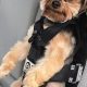 Dog Car Harness: How It Works & Why It's Vital | My Caring Dog – Tips, Stories, and Care Guides for Loving Pet Owners