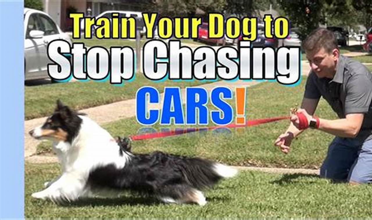 How To Train Dog Not To Chase Cars My Caring Dog – Tips, Stories, and Care Guides for Loving Pet Owners How To Train Dog Not To Chase Cars | My Caring Dog – Tips, Stories, and Care Guides for Loving Pet Owners