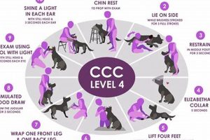 Essential Dog Care Training Guide | My Caring Dog – Tips, Stories, and Care Guides for Loving Pet Owners