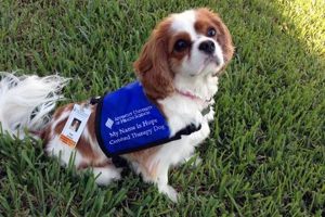 Certified Companion Dog My Caring Dog – Tips, Stories, and Care Guides for Loving Pet Owners Certified Companion Dog | My Caring Dog – Tips, Stories, and Care Guides for Loving Pet Owners