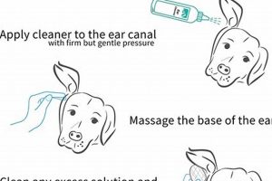 Complete Ear Care Guide For Dogs | My Caring Dog – Tips, Stories, and Care Guides for Loving Pet Owners