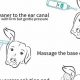 Complete Ear Care Guide For Dogs | My Caring Dog – Tips, Stories, and Care Guides for Loving Pet Owners