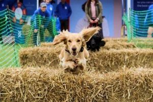 Car Dog Events Near Me: Shows & Meetups My Caring Dog – Tips, Stories, and Care Guides for Loving Pet Owners Car Dog Events Near Me: Shows & Meetups | My Caring Dog – Tips, Stories, and Care Guides for Loving Pet Owners