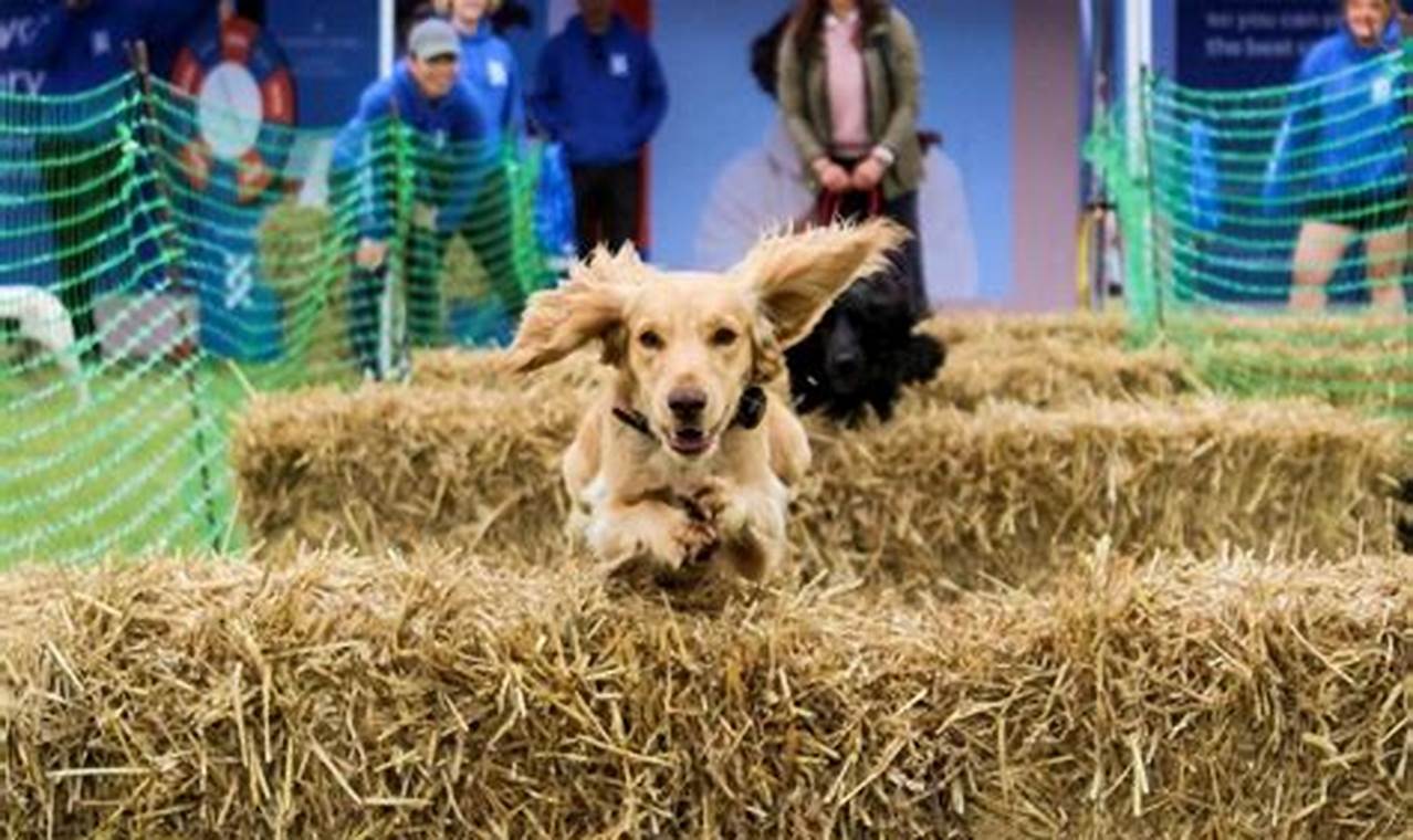 Car Dog Events Near Me: Shows & Meetups My Caring Dog – Tips, Stories, and Care Guides for Loving Pet Owners Car Dog Events Near Me: Shows & Meetups | My Caring Dog – Tips, Stories, and Care Guides for Loving Pet Owners