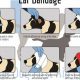 Dog Ear Wound Care | My Caring Dog – Tips, Stories, and Care Guides for Loving Pet Owners
