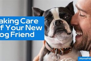 Best Pet-Friendly Care Homes for Your Dog My Caring Dog – Tips, Stories, and Care Guides for Loving Pet Owners Best Pet-Friendly Care Homes for Your Dog | My Caring Dog – Tips, Stories, and Care Guides for Loving Pet Owners