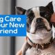 Best Pet-Friendly Care Homes for Your Dog | My Caring Dog – Tips, Stories, and Care Guides for Loving Pet Owners
