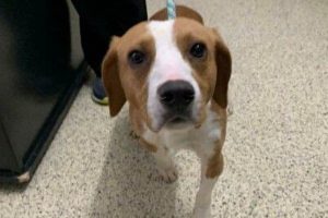 Best Dog Rescue Centers in St. Louis, MO My Caring Dog – Tips, Stories, and Care Guides for Loving Pet Owners Best Dog Rescue Centers in St. Louis, MO | My Caring Dog – Tips, Stories, and Care Guides for Loving Pet Owners