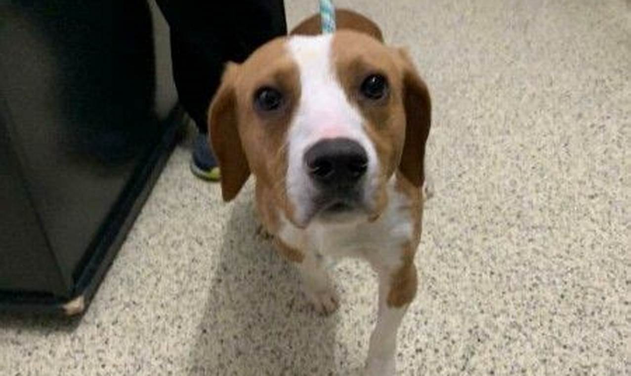 Best Dog Rescue Centers in St. Louis, MO My Caring Dog – Tips, Stories, and Care Guides for Loving Pet Owners Best Dog Rescue Centers in St. Louis, MO | My Caring Dog – Tips, Stories, and Care Guides for Loving Pet Owners