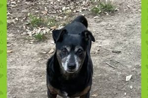 Find Lost Dogs Lafayette LA: Quick Reunion Guide My Caring Dog – Tips, Stories, and Care Guides for Loving Pet Owners Find Lost Dogs Lafayette LA: Quick Reunion Guide | My Caring Dog – Tips, Stories, and Care Guides for Loving Pet Owners