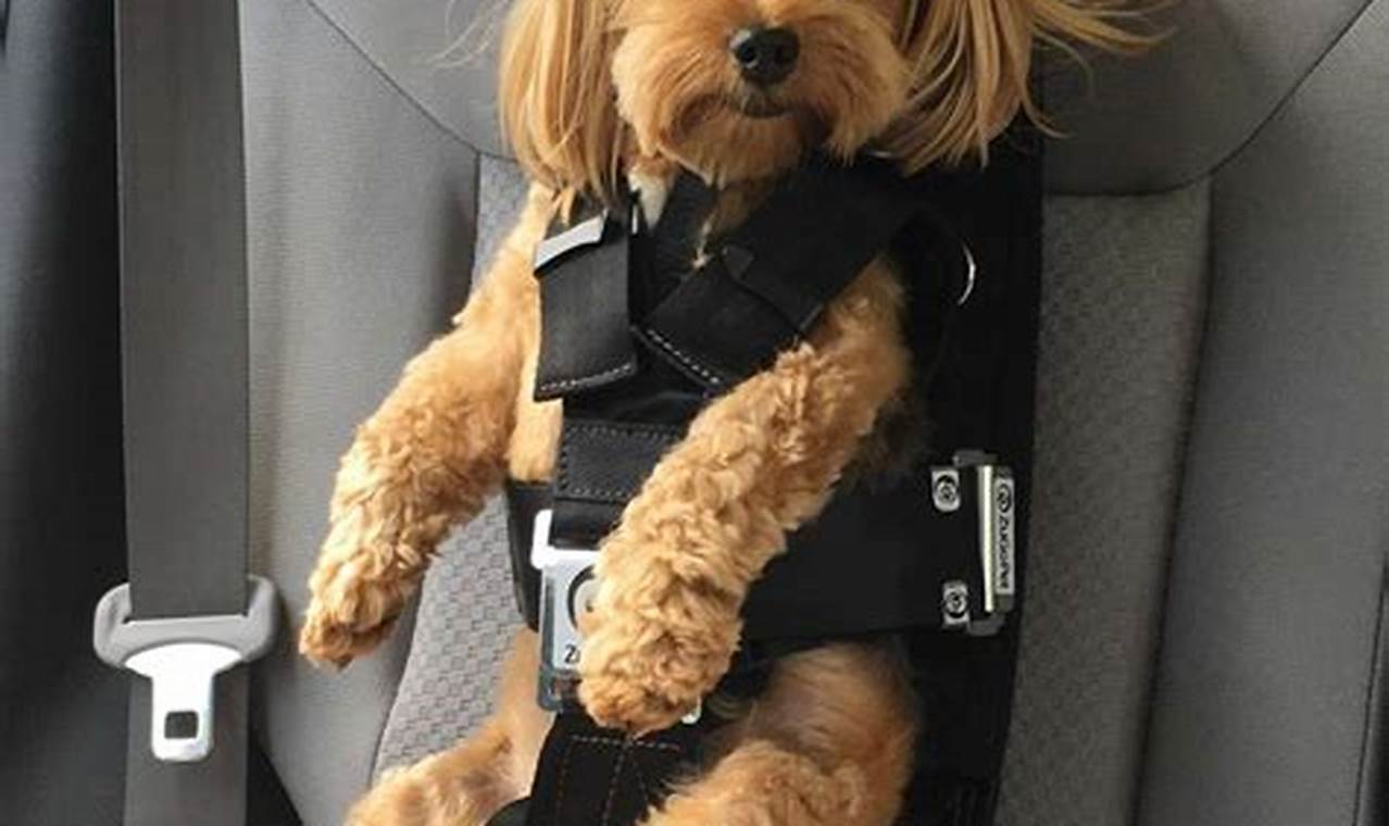 Best Velcro Dog Car Harness for Safe Travel My Caring Dog – Tips, Stories, and Care Guides for Loving Pet Owners Best Velcro Dog Car Harness for Safe Travel | My Caring Dog – Tips, Stories, and Care Guides for Loving Pet Owners