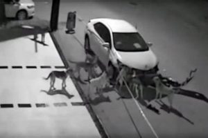 Why Do Dogs Attack Cars? Causes & Solutions | My Caring Dog – Tips, Stories, and Care Guides for Loving Pet Owners