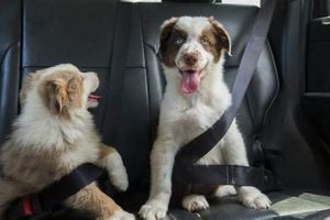 Do Car Rides Really Tire Dogs Out? The Truth My Caring Dog – Tips, Stories, and Care Guides for Loving Pet Owners Do Car Rides Really Tire Dogs Out? The Truth | My Caring Dog – Tips, Stories, and Care Guides for Loving Pet Owners