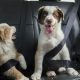 Do Car Rides Really Tire Dogs Out? The Truth | My Caring Dog – Tips, Stories, and Care Guides for Loving Pet Owners