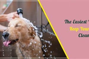 Safe Car Travel: Tips to Keep a Dog Secure My Caring Dog – Tips, Stories, and Care Guides for Loving Pet Owners Safe Car Travel: Tips to Keep a Dog Secure | My Caring Dog – Tips, Stories, and Care Guides for Loving Pet Owners