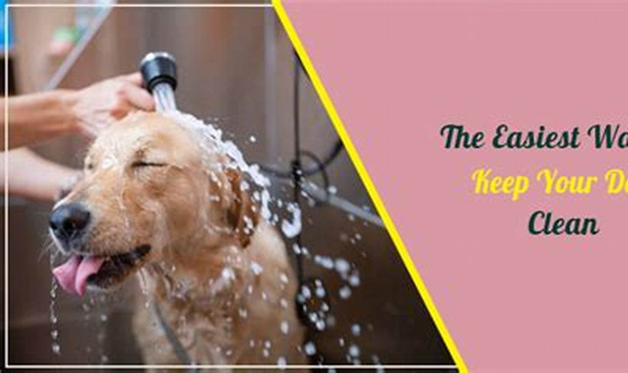 Safe Car Travel: Tips to Keep a Dog Secure | My Caring Dog – Tips, Stories, and Care Guides for Loving Pet Owners