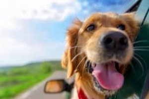 Dog Car Rides: Stimulating or Stressful? My Caring Dog – Tips, Stories, and Care Guides for Loving Pet Owners Dog Car Rides: Stimulating or Stressful? | My Caring Dog – Tips, Stories, and Care Guides for Loving Pet Owners