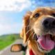 Dog Car Rides: Stimulating or Stressful? | My Caring Dog – Tips, Stories, and Care Guides for Loving Pet Owners