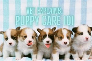 The Ultimate Puppy Care 101 Guide | My Caring Dog – Tips, Stories, and Care Guides for Loving Pet Owners