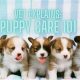 The Ultimate Puppy Care 101 Guide | My Caring Dog – Tips, Stories, and Care Guides for Loving Pet Owners